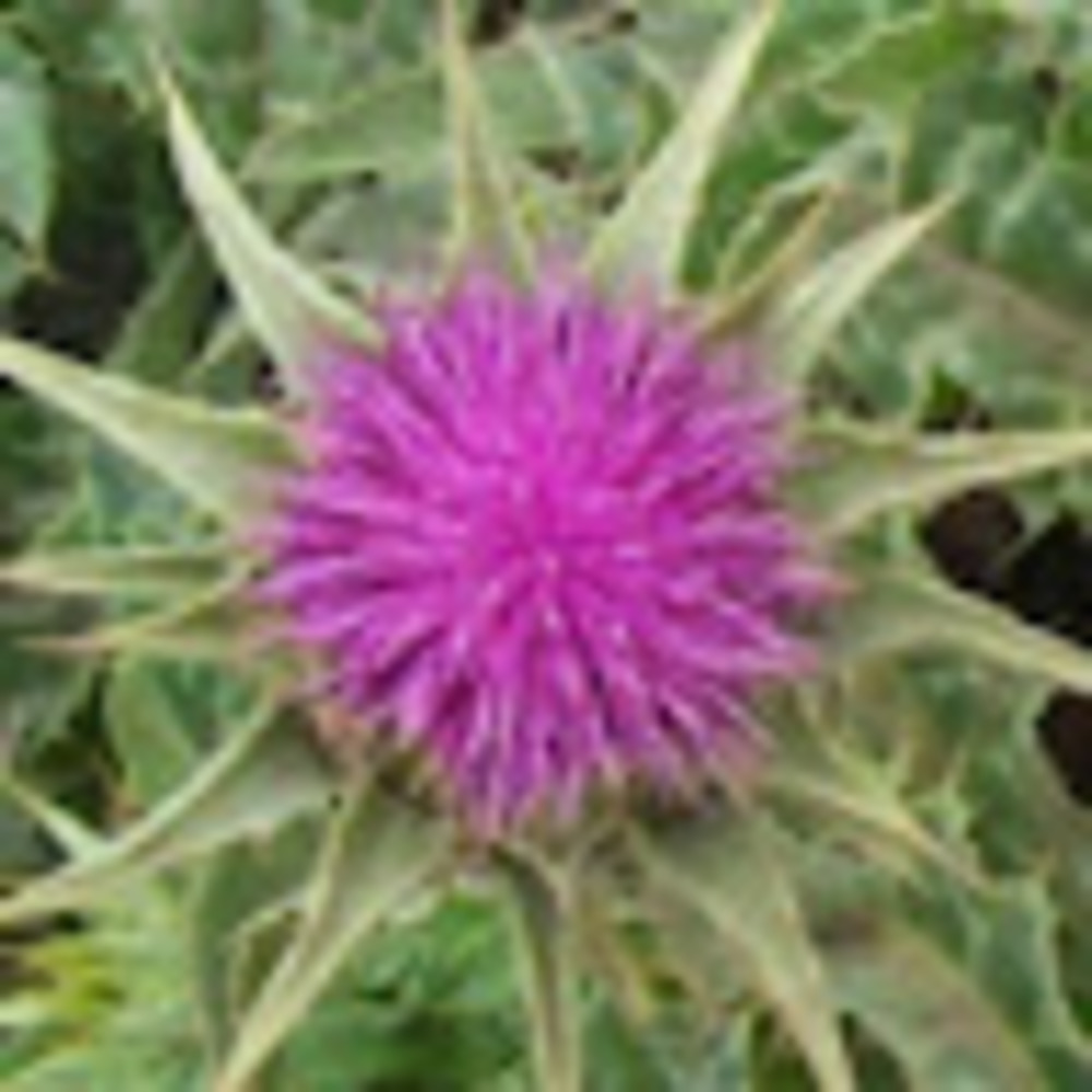 Meet your Posher, Joan